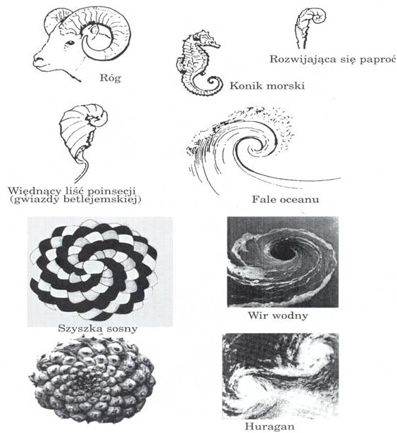 przykłady złotych spirali