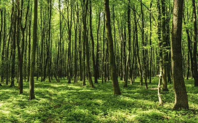 Wspólna Polityka Rolna i jej wpływ na rozwój rolnictwa w Polsce